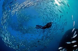 挑选鱼油必须知道的几件事